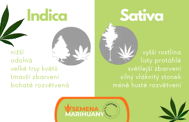 Rozdíl mezi Cannabis Indica a Sativa